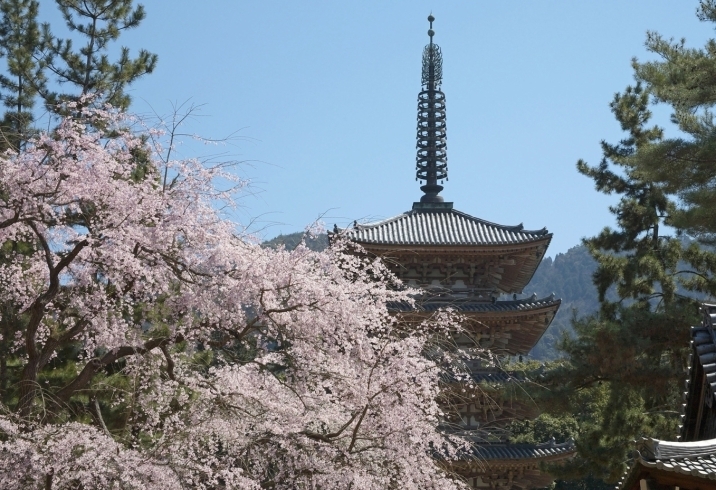 「【新着記事】『お花見するならここ！京都市伏見区の桜特集』を公開しました！　＠京都市伏見区」