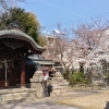 大将軍神社 ゆっくり桜を楽しむための穴場スポットNo.7
