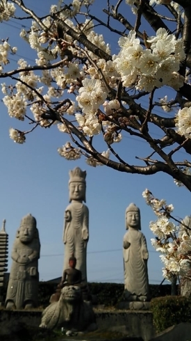 「♪♪　お花見日和　♪♪」