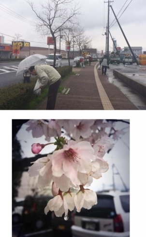 「クリーン作戦♪～桜が綺麗です」