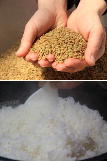 雫石町産ひとめぼれのたんたん米を炊き立てで。「有限会社 ファーム菅久」