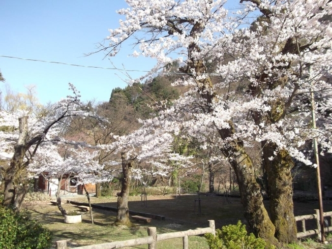 「桜満開～宇奈月公園～」