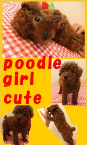 「poodleさん☆」