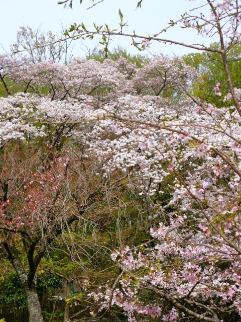 せせらぎの園地区入口付近の桜