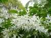 image.php?id=614370&p=shopn&s=