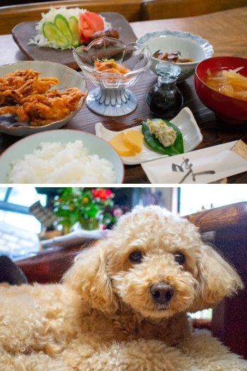 風味豊かな桜エビの定食
看板犬キンタロウがお出迎え！
「創作工房・陶季」