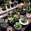 福島市で観葉植物&多肉植物が買えるおすすめのお店♪