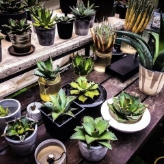 福島市で観葉植物&多肉植物が買えるおすすめのお店♪