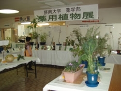 薬用植物園で栽培されている薬用植物の展示です。
