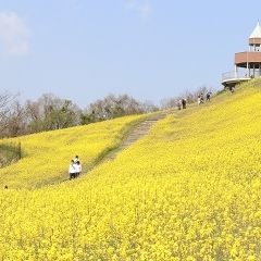 翠波高原（すいはこうげん）