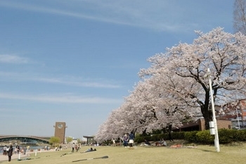 満開の桜（4月）「富岩運河環水公園」