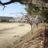 ■桜特集■豊明市 唐竹公園