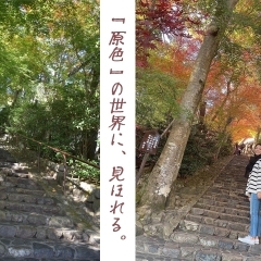 2度目の『鈴虫寺』参りにて、“逢いたくなる紅葉”に触れる。【京都市西京区】
