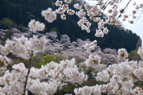 花の苑池の桜も満開