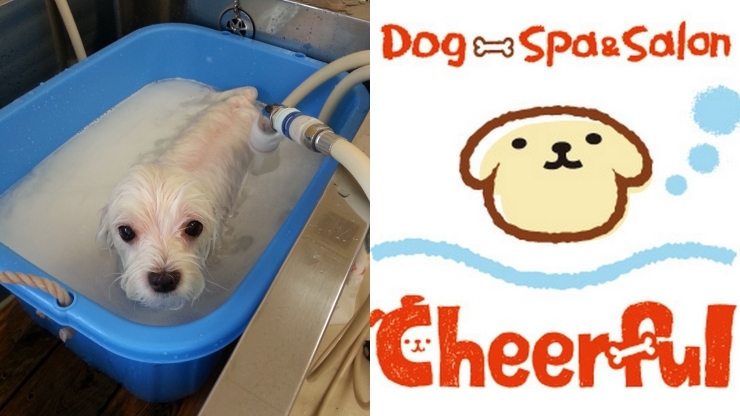 「ドッグ スパ＆サロン チアフル」犬に優しい軟水器付マイクロバブル導入店/カメラ付宿泊施設