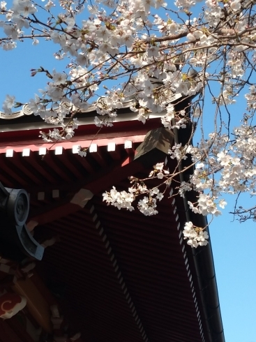 小岩善養寺の桜「今年も桜が咲いたら【江戸川区の桜を愛でるハッシュタグ企画！】」