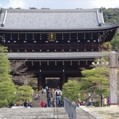 知恩院の桜