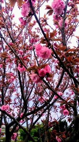 満開ではありませんが綺麗に咲いてます「八重桜が咲き始めました」