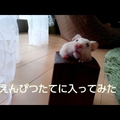 えんぴつたてから出られない！おもしろ可愛いハムスター☆cute funny hamster　＃41