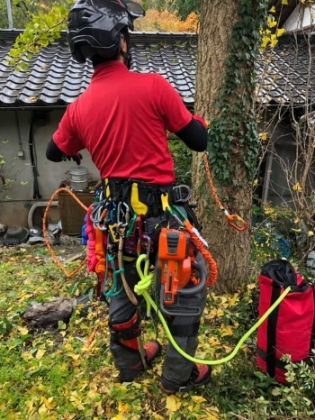 ロープクライミングの技術を駆使して木に登ります。体力勝負！「カナガツリーサービス」