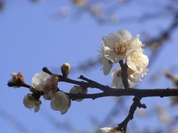 咲いてる～！<br>梅の花ってかわいいよね。