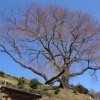 【仲谷春告桜】(なかやのはるつげざくら)