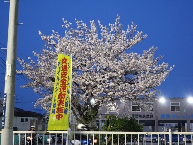 教習所の桜満開です!!「春の全国交通安全運動開催します　【平和橋自動車教習所】」