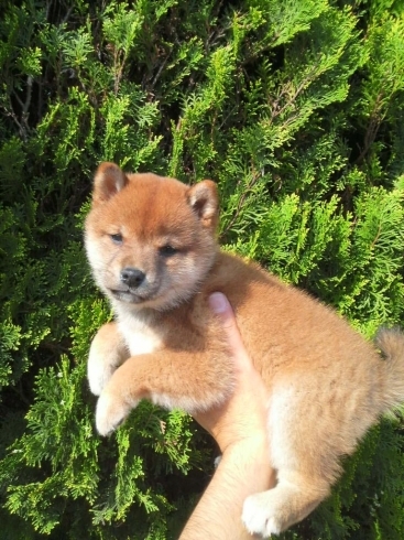 「お久しぶりです！子犬も元気です！」