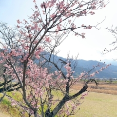 【2024年】春の開花状況【新居浜・西条】