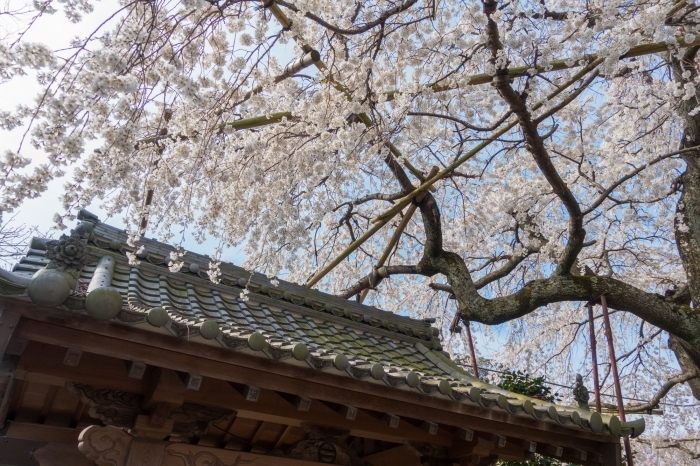 源空院の枝垂れ桜