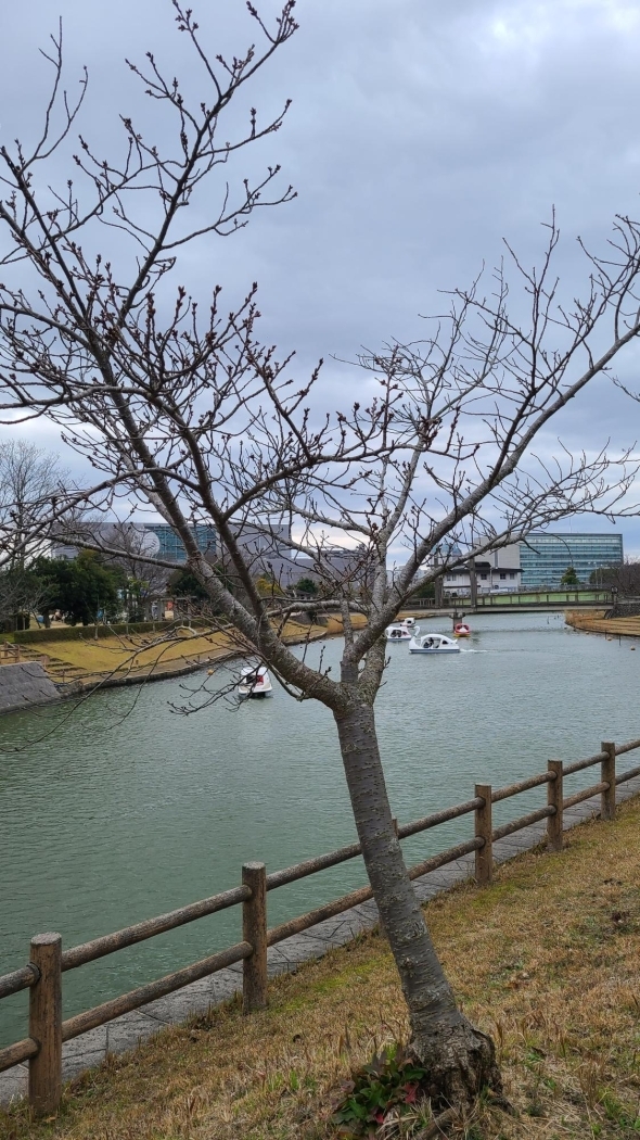 松江北公園の桜の開花状況