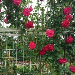 バラまつり2017(2017.5.16)