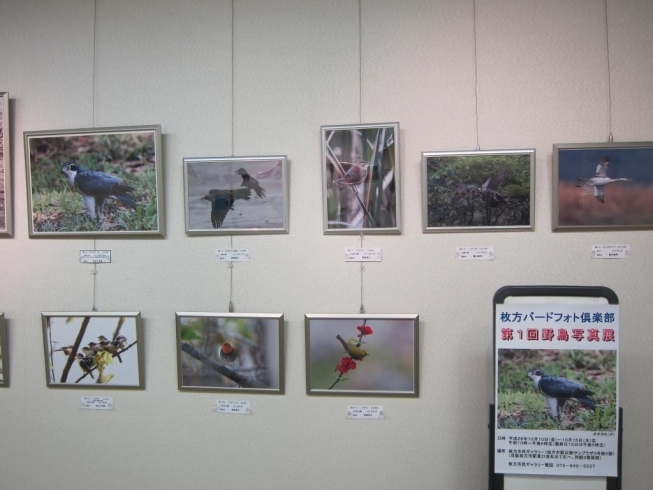 「10月市民ギャラリー展覧会　第1回野鳥写真展」