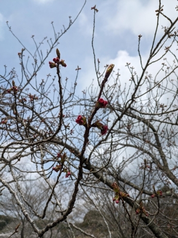 蕾のボタンザクラ「4月8日時点での桜の開花状況🌸」