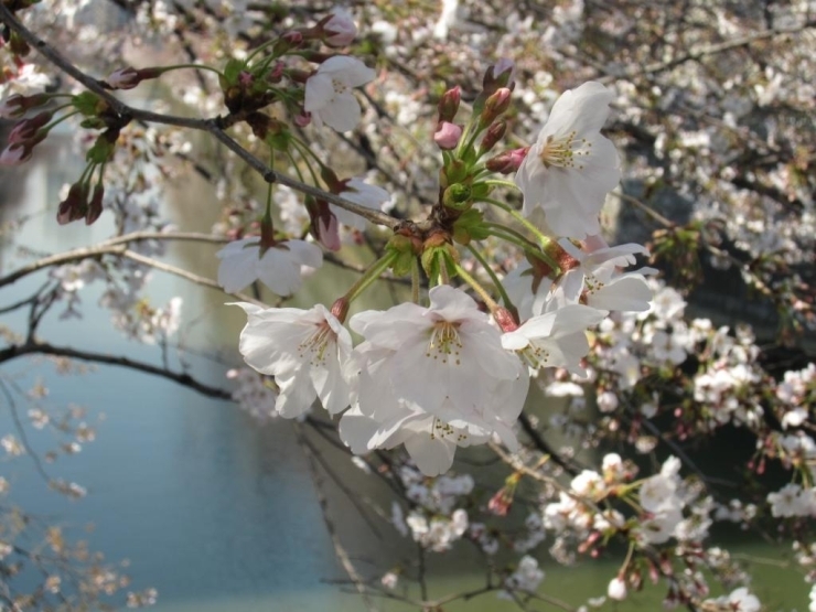 震災後も例年と変わらず目黒川の桜は力強く咲いていました！