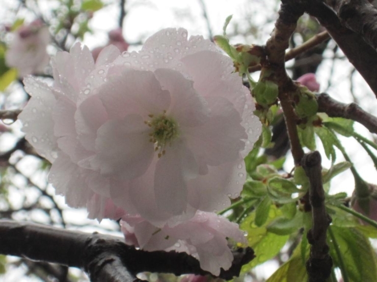 雨に濡れた八重桜も西五反田で見ることができます。