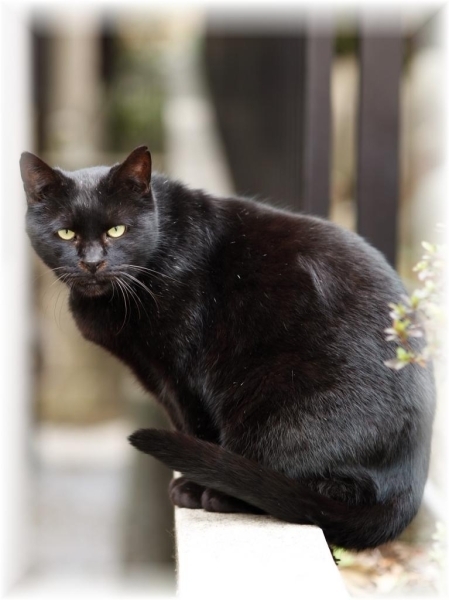 岡崎写真館さん：「店から雉子神社まで行く途中の民家に潜む野良猫。<br>いつも近づくと逃げられてましたが、何とかカメラに収められました♪」