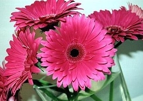 「１０月２４日の誕生花は  ☆ピンクのガーベラ☆」