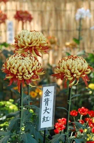 「中国・重慶市から寄贈された中国菊のコレクション  キク展を開催中」