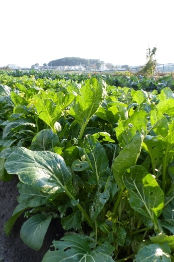 神野の自社農園で栽培した野菜は近所のスーパーに並びます☆「宮脇種苗店」