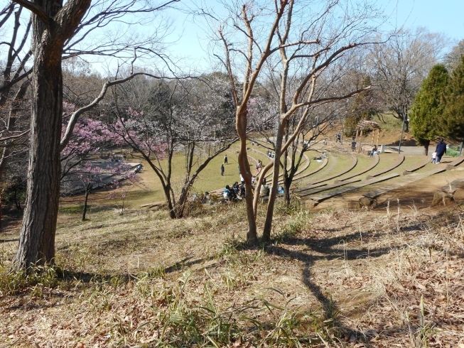 ソメイヨシノ以外の桜は開花。都筑中央公園。「都筑区内ソメイヨシノ（桜）の開花状況（3/19現在）」