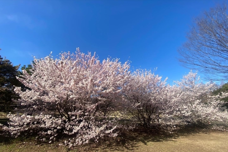 ハルメキ「🌸相模原公園の桜🌸」