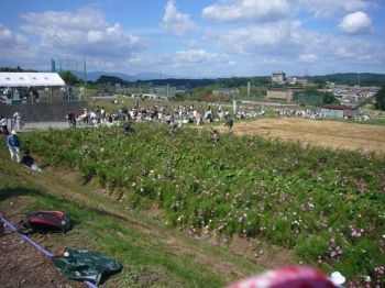 （収穫祭・コスモス畑と会場風景）