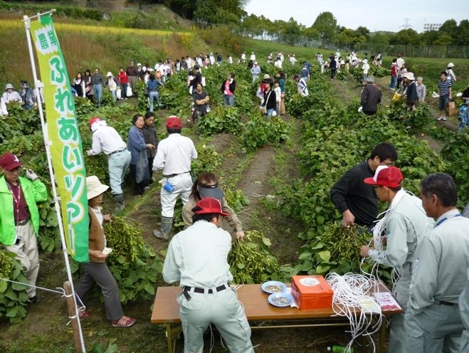 （収穫祭・枝豆の抜取り）