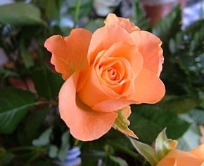 「１１月１５日の誕生花は　☆オレンジ色のバラ☆」