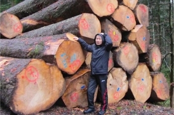 社長自らドイツに渡り、自然素材「もみの木」の伐採を視察「杉岡建設株式会社」