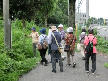 道路を歩きながら、路傍植物を観察。