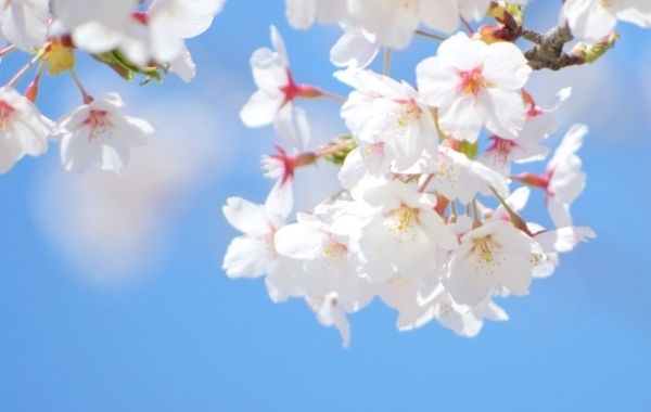八千代でお花見するならここ！　八千代市の桜情報【2024年】