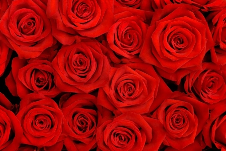 「平成２６年度第１回交野市防災会議開催　　今日の誕生花は「赤いバラ」、花言葉は「愛情」です　　」