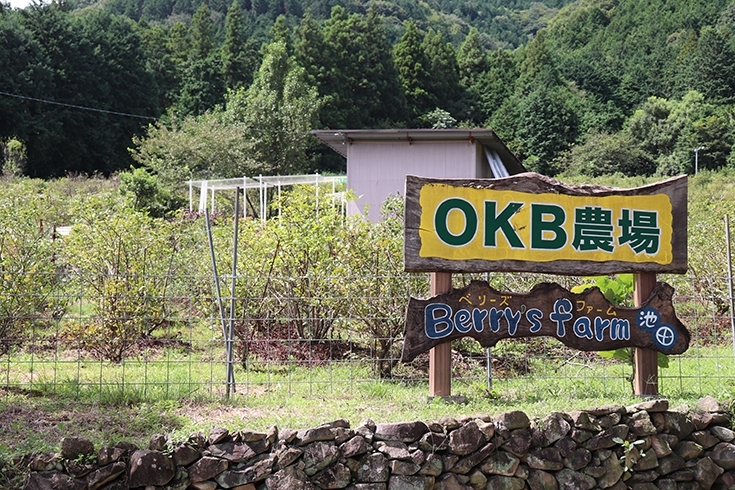 「OKB農場 ベリーズファーム池田」濃尾平野の絶景を堪能しつつ摘み取り体験ができる観光果樹園